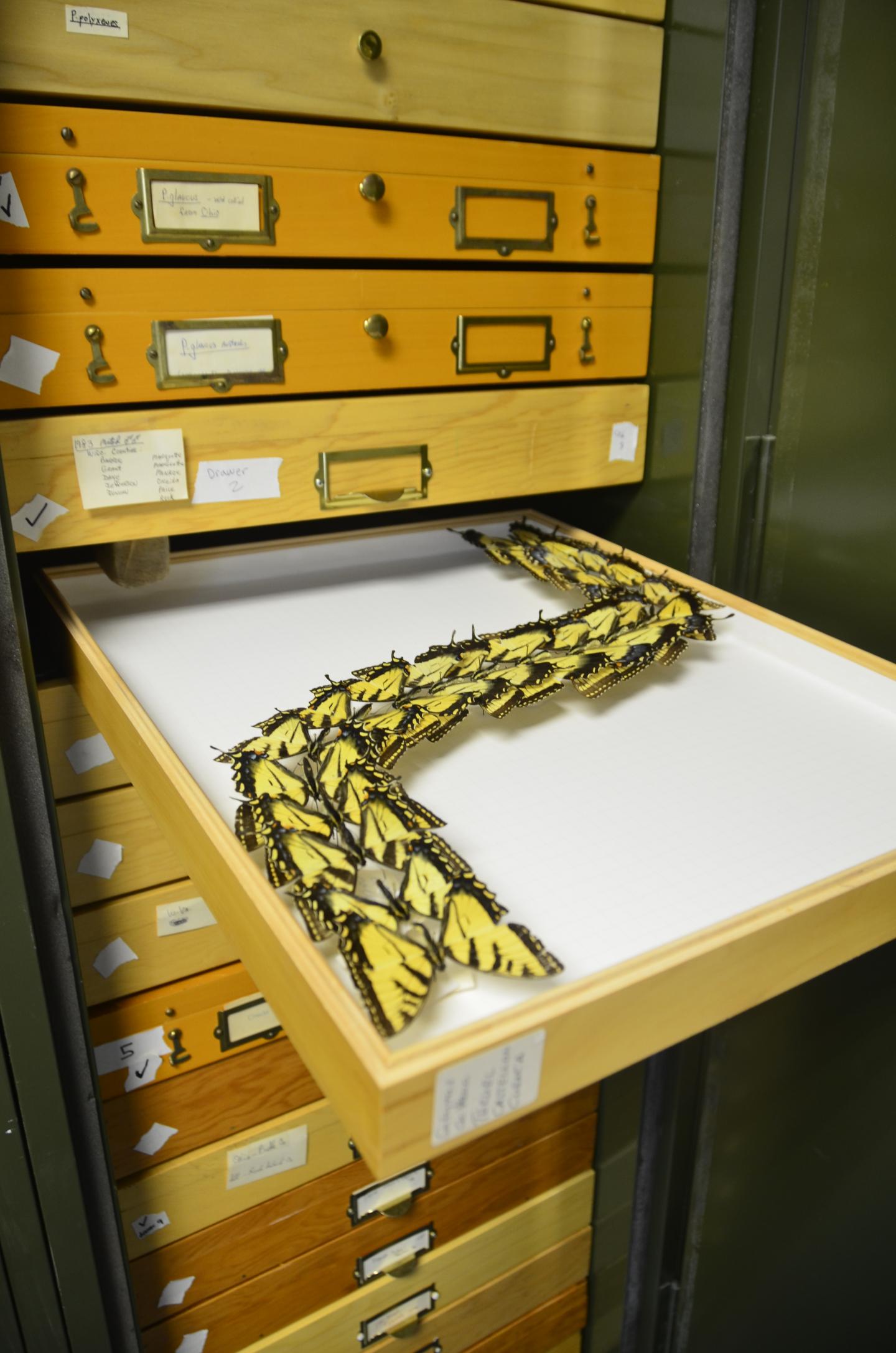 Ttiger Swallowtail Butterflies