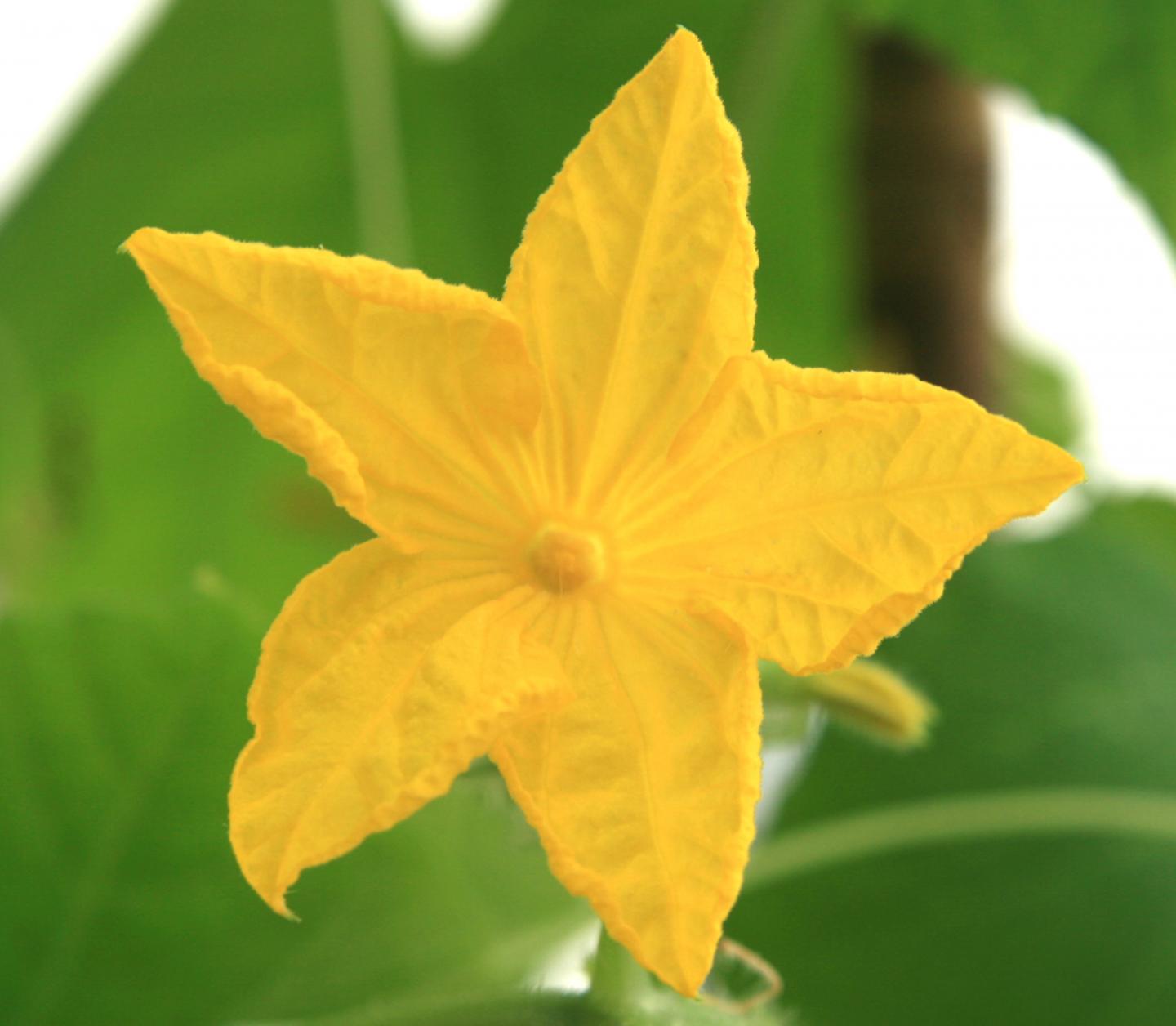 Uncovering the Secret Sex Life of Plants (1 of 4)