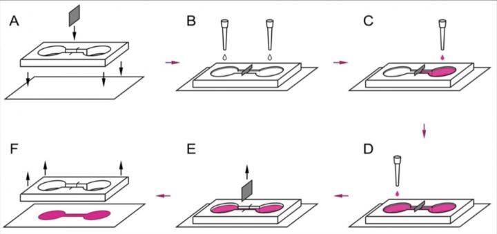 Stages of the Experiment
