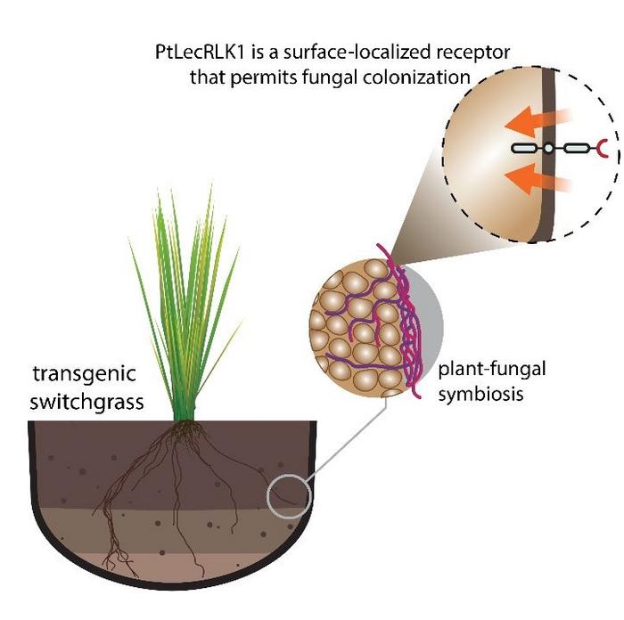 A Single Gene and a Unique Layer of Regulation Opens the Door for Novel Plant-Fungi Interactions