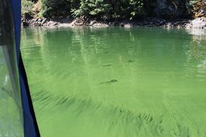 Cyanobacterial bloom at Detroit Reservoir, 2024