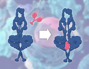 Dynein phi and chi states
