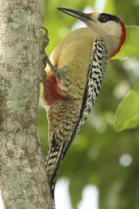 Woodpecker