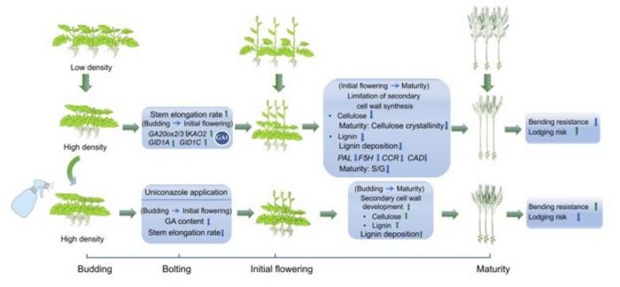 High-density planting triggers early GA activation and disrupts the coordination between stem elongation and cell wall reinforcement