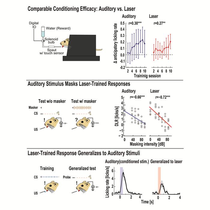 Trans-tympanic Infrared Laser Stimulation Evokes Auditory-Like Perception in Mongolian Gerbils