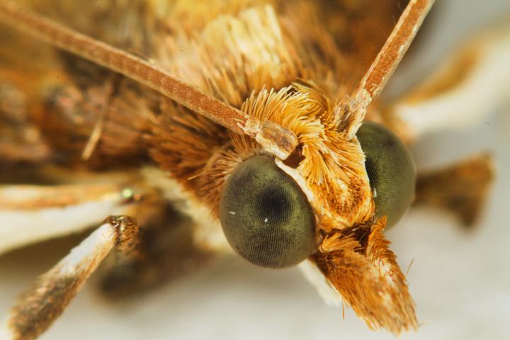 European Corn Borer Adult