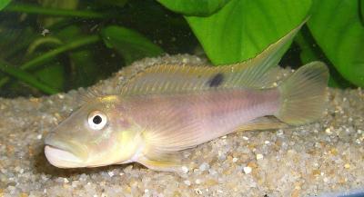<i>Steatocranus tinanti</i>