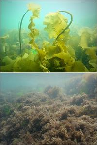 Kelp forest to turf algae