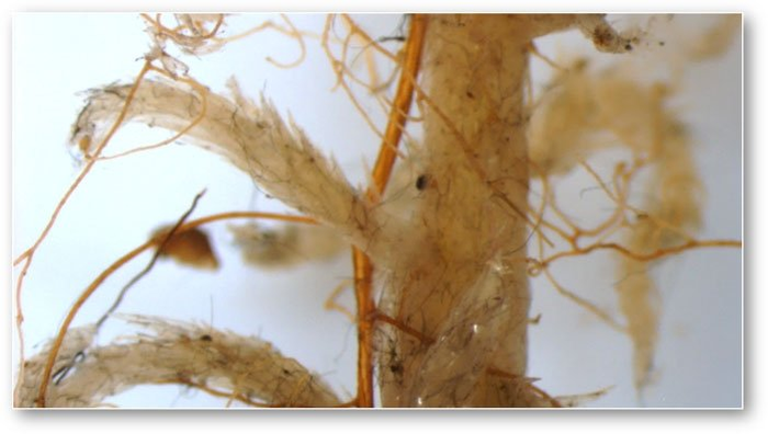 Peatland Plants Hide Responses to Environmental Change