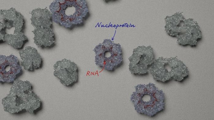 Unraveling the complexities of the Borna disease virus 1