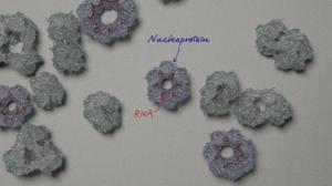 Unraveling the complexities of the Borna disease virus 1