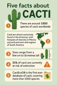 Infographic of cactus facts