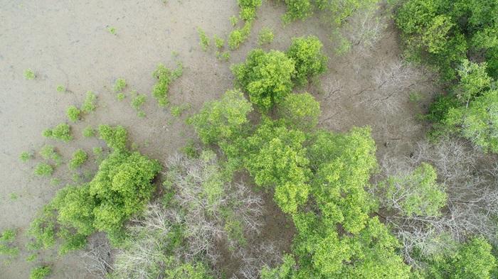 Mangroves