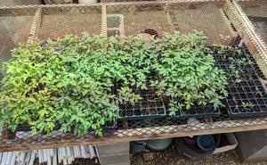 Tomato seedlines-food waste compost study