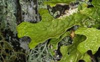 Lendemer <em>Lobaria pulmonaria</em>