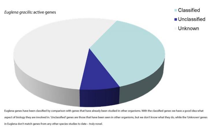 Pie Chart