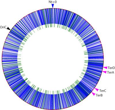 <i>Escherichia coli</i> Chromosome