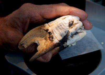 Hippopotamus Tooth