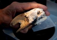 Hippopotamus Tooth