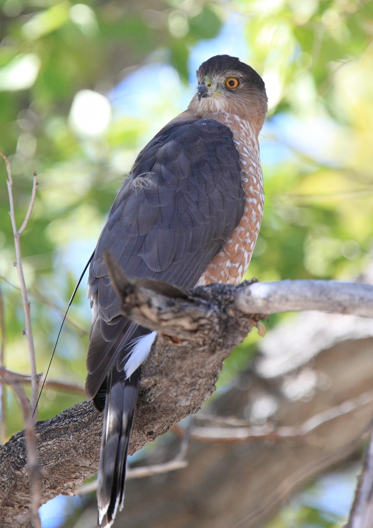 Cooper's Hawk