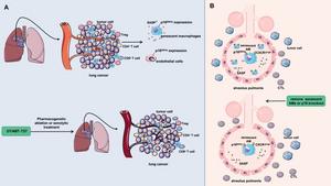 The related mechanism by which p16 regulates the tumor immune microenvironment.