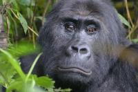 Grauer's Gorilla