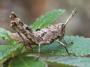 Eyprepocprifas insularis