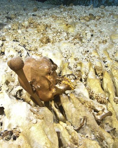 A Skeleton Clue to Early American Ancestry (6 of 13)