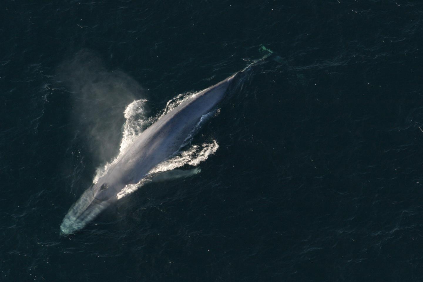 Blue Whales Switch Foraging Strategies, Digital Tagging Reveals (1 of 4)