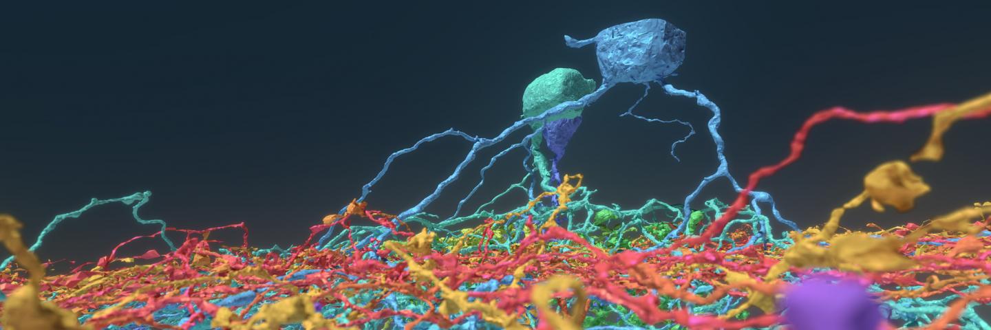 Princeton Researchers Crowdsource Brain Mapping with Gamers