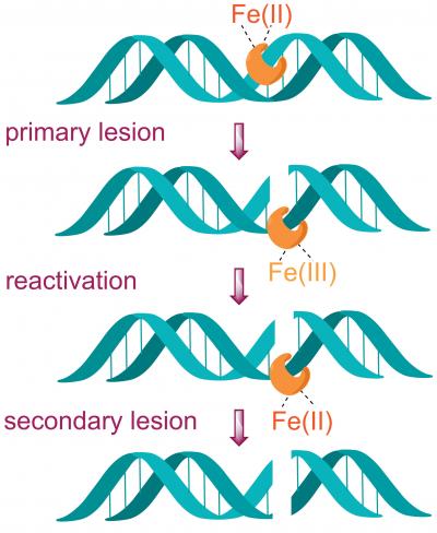 Bleomycin Induced Double Strand DNA