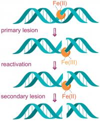 Bleomycin Induced Double Strand DNA