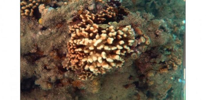 Brazil’s fire corals may be facing silent extinction, experts say