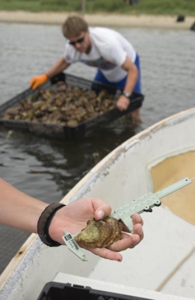 Ocean Acidification