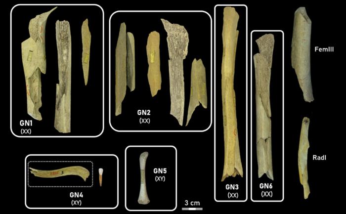 Neandertal women and children were the victims of selective cannibalism at Goyet