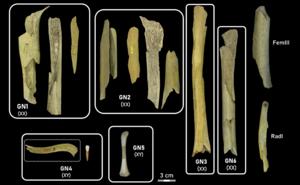 Neandertal women and children were the victims of selective cannibalism at Goyet