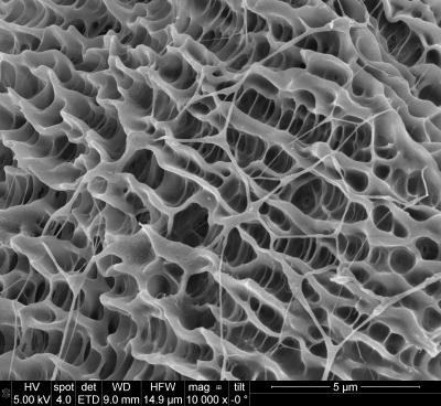 Open Structure of Cotton