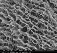 Open Structure of Cotton