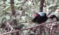 Dancing Lance-Tailed Manakin Males