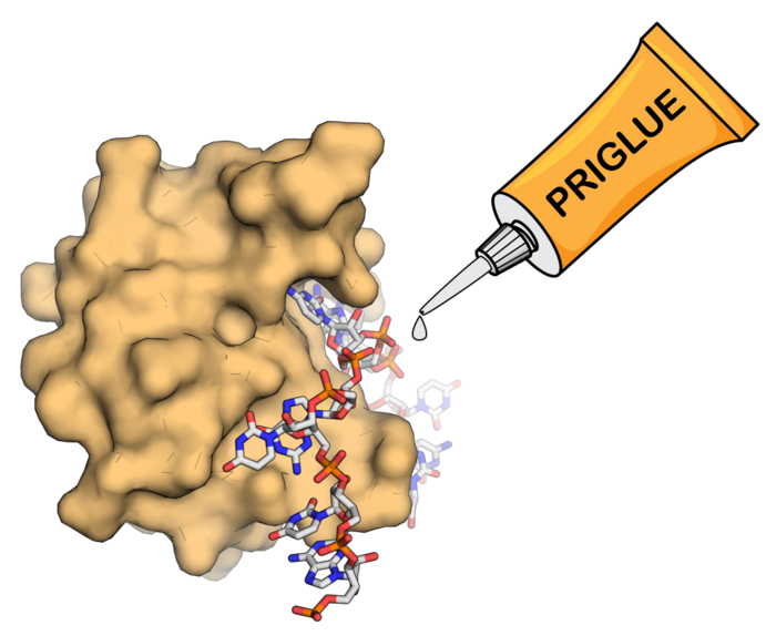 How the molecular glues PRIGLUEs work