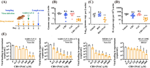 Combinatorial CBS and NAC exhibit broad-spectrum anti-CoVs potency