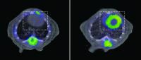 CNIC Researchers Discover Link Between A Mitochondrial Defect And Heart Disease