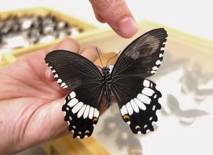 Male butterfly