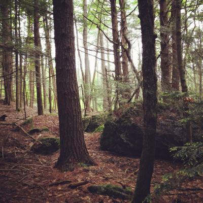 Hemlock Forest