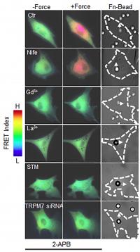 Force and Calcium Ion Flow from outside the Cell (1 of 2)