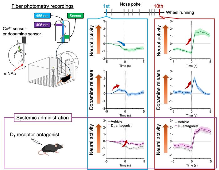 Effect of dopamine receptor inhibition on mNAc neural activity.
