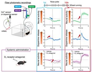 Effect of dopamine receptor inhibition on mNAc neural activity.