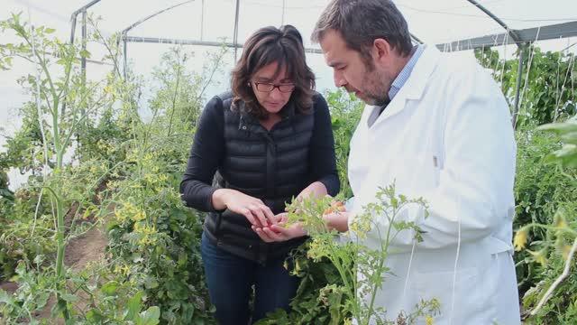 Growing Tomatoes of the Same Quality as Normal, but Using only Half the Water