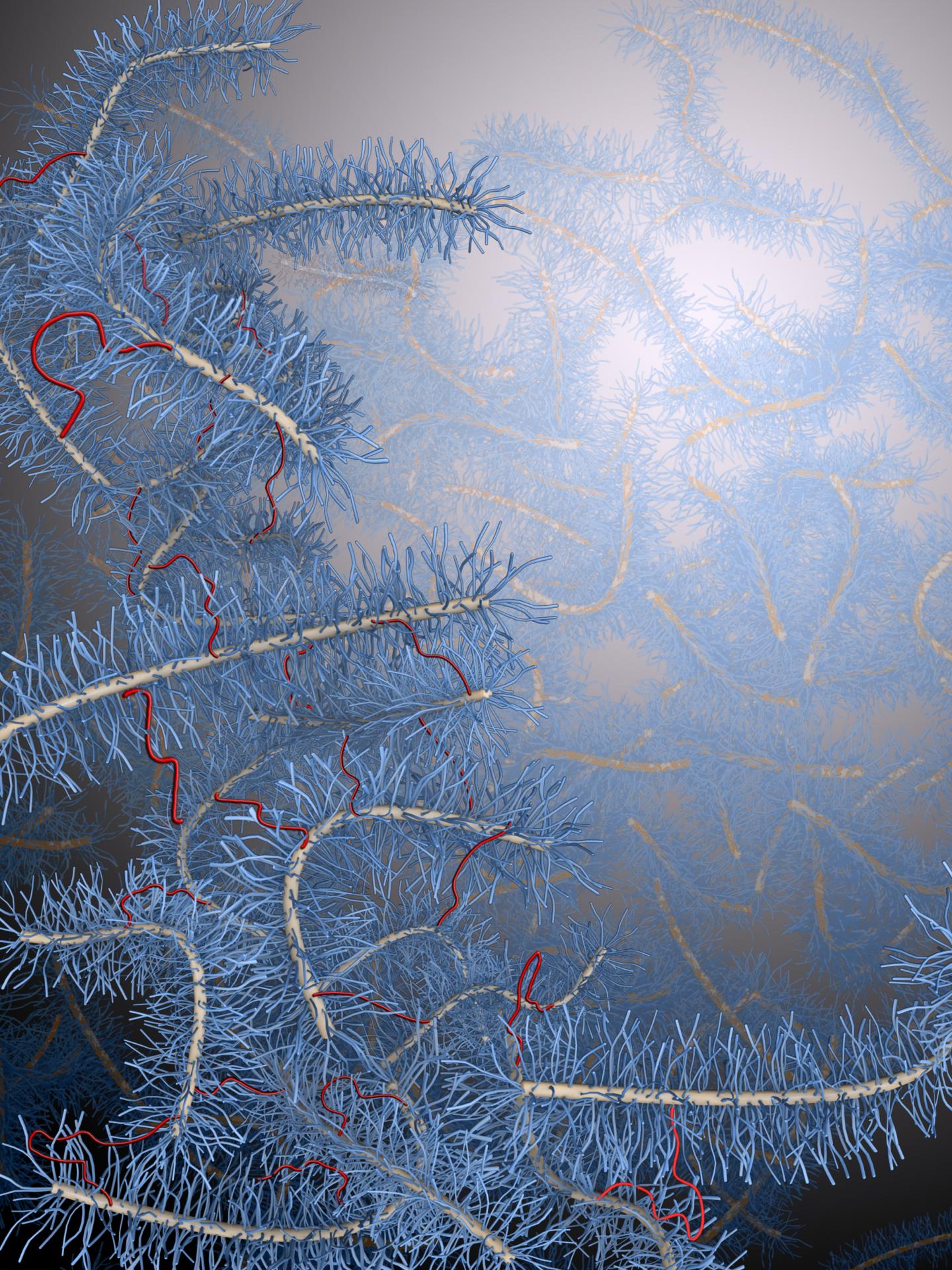 Bottlebrush Polymers