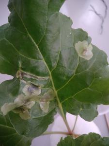 A sugar beet leaf showing the visible tunnels and damaged patches caused by beet leaf miner larvae as they burrow through the leaf to feed.